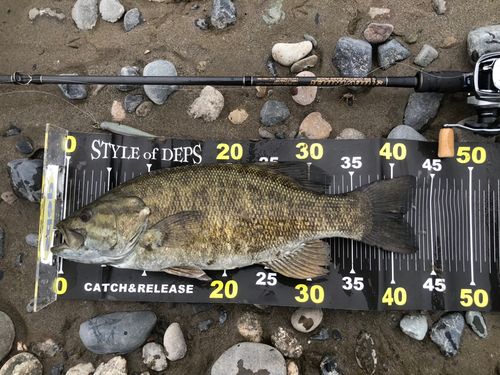 スモールマウスバスの釣果