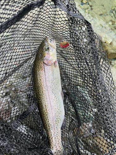 ニジマスの釣果