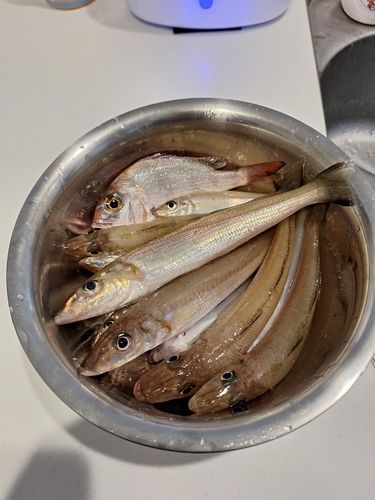 キスの釣果