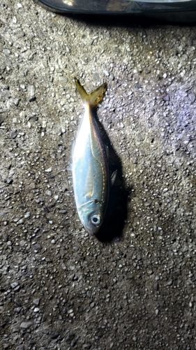 マアジの釣果
