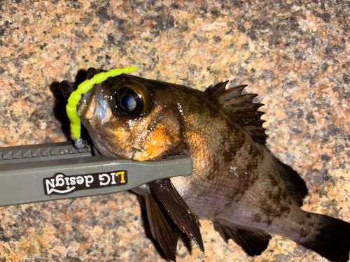 メバルの釣果
