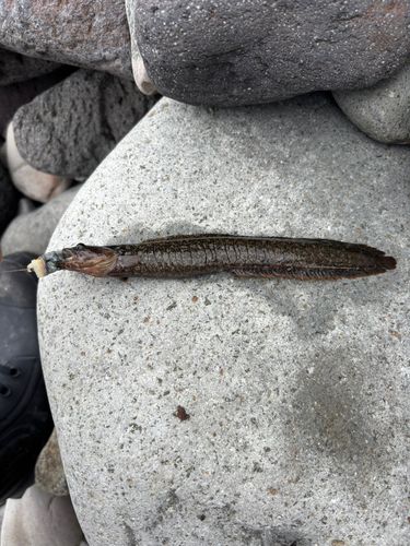 ギンポの釣果