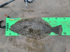 ヒラメの釣果