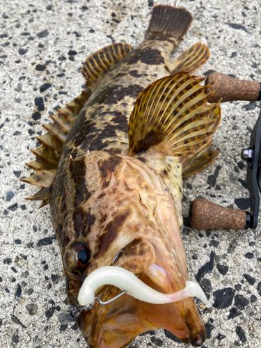 タケノコメバルの釣果