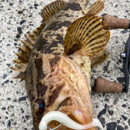 タケノコメバル