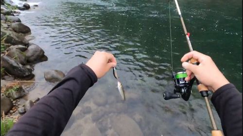 ウグイの釣果
