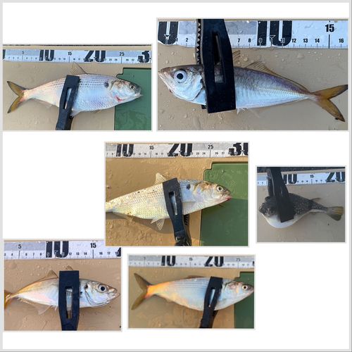 アジの釣果