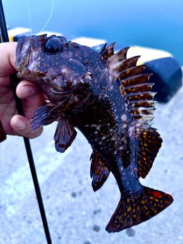 オウゴンムラソイの釣果