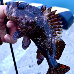 オウゴンムラソイ