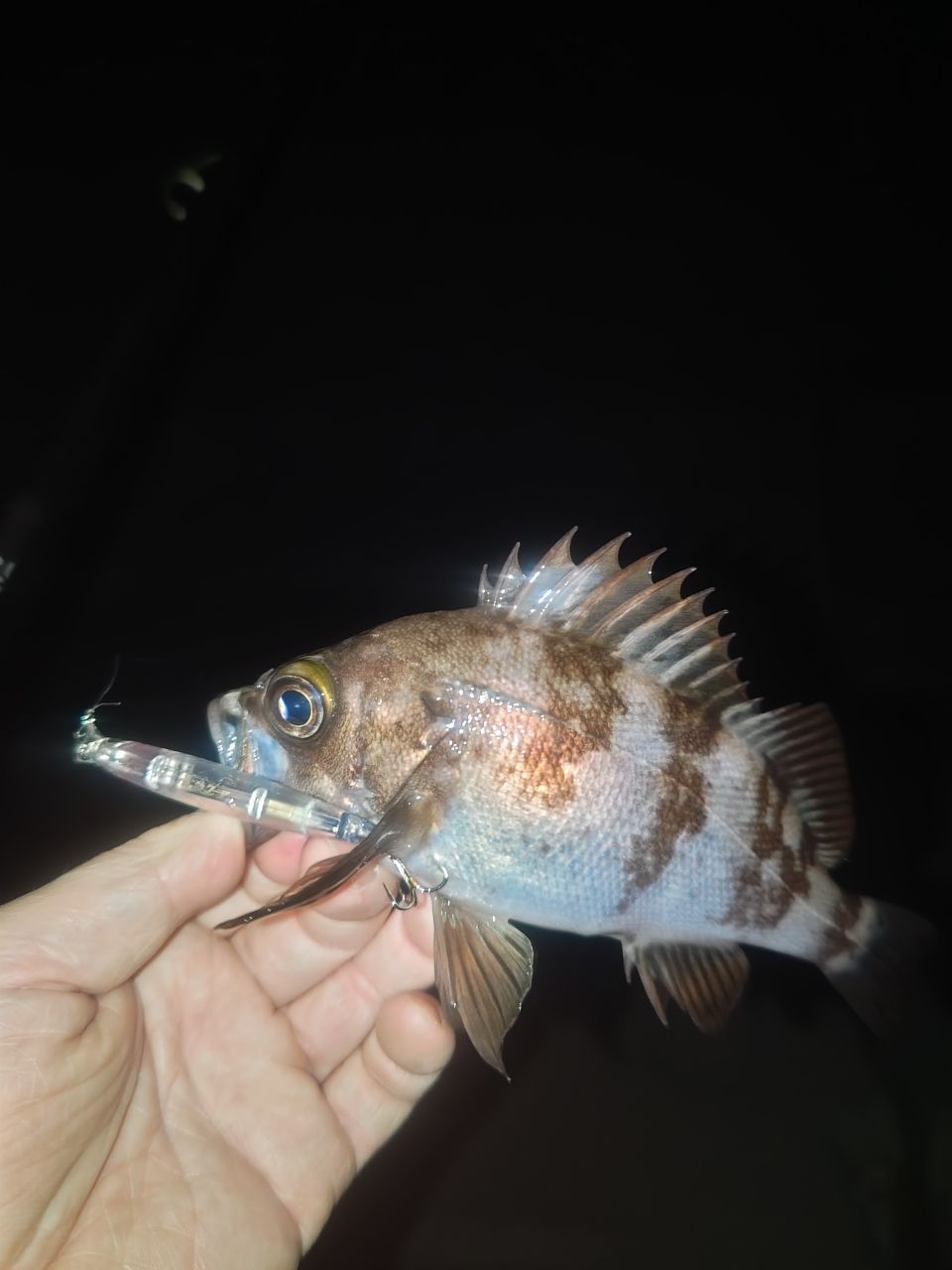 メバル