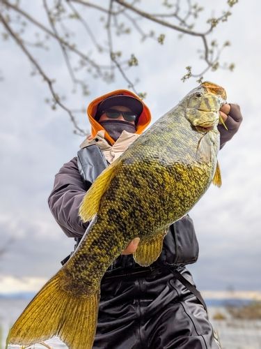 スモールマウスバスの釣果