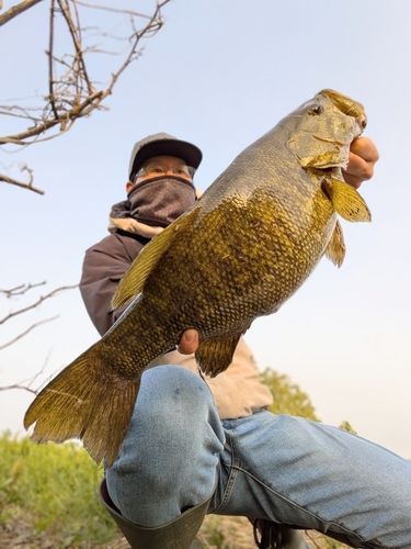 スモールマウスバスの釣果