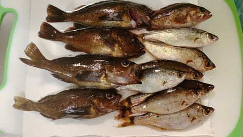 エゾメバルの釣果