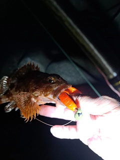 ガシラの釣果