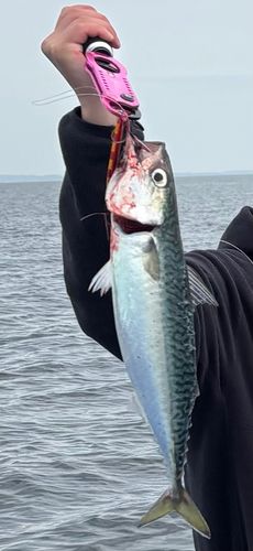 サバの釣果