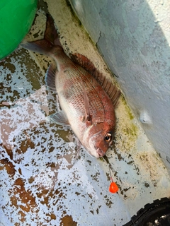 マダイの釣果