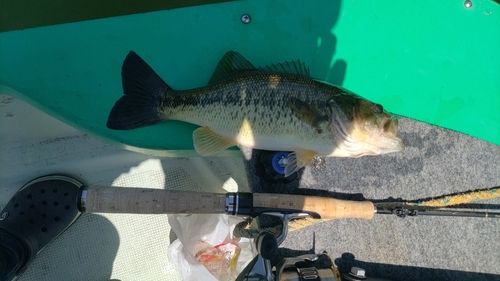 ラージマウスバスの釣果