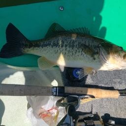 ラージマウスバス