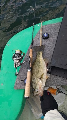 ラージマウスバスの釣果