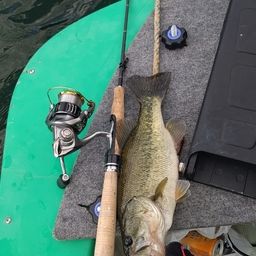 ラージマウスバス