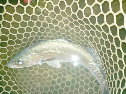 フッコ（マルスズキ）の釣果
