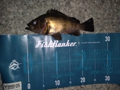 メバルの釣果