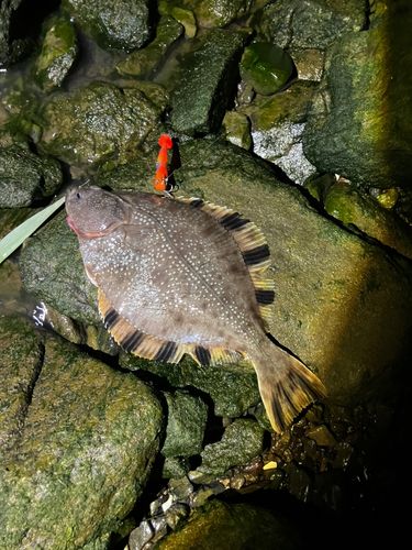 ヌマガレイの釣果