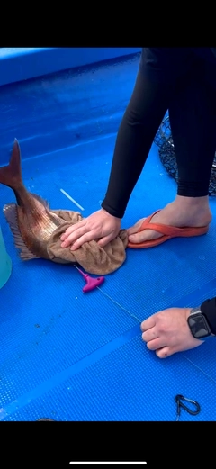 マダイの釣果
