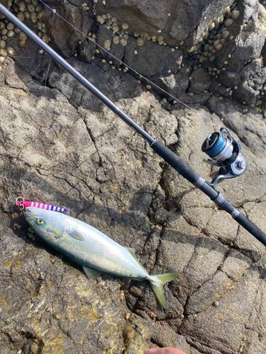 イナダの釣果