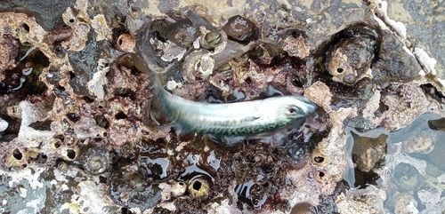 サバの釣果