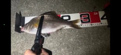 タナゴの釣果