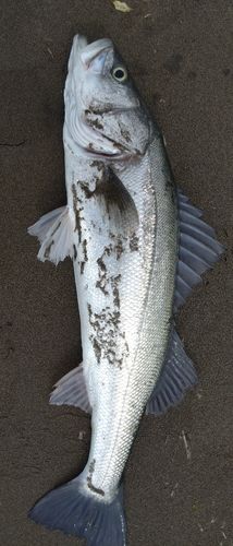 スズキの釣果