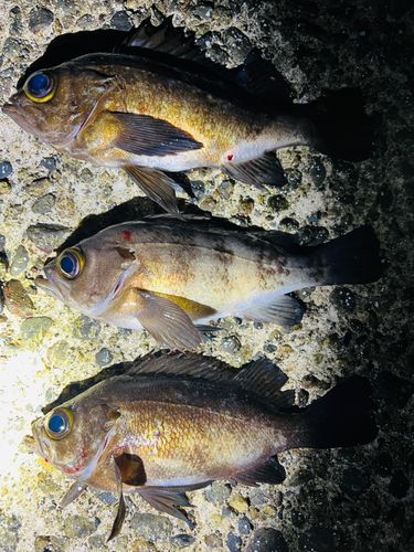 シロメバルの釣果