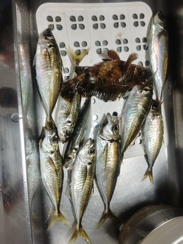 アジの釣果