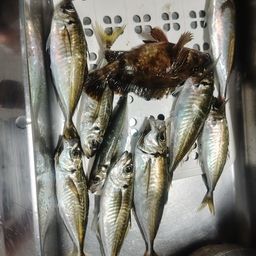 アジ