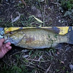 スモールマウスバス