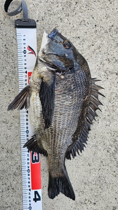 クロダイの釣果