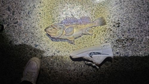 クロソイの釣果