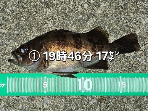 メバルの釣果