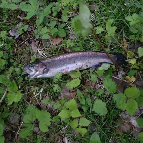 ニジマスの釣果