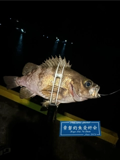 メバルの釣果