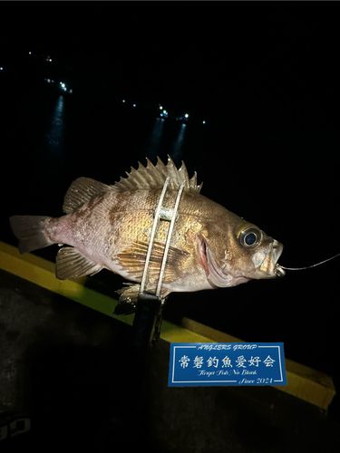メバルの釣果