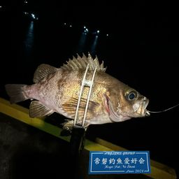 メバル