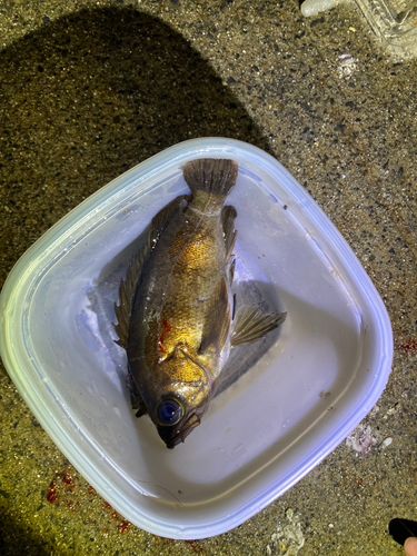 アカメバルの釣果