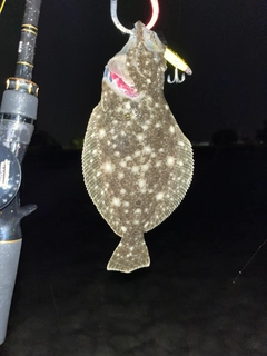 ヒラメの釣果