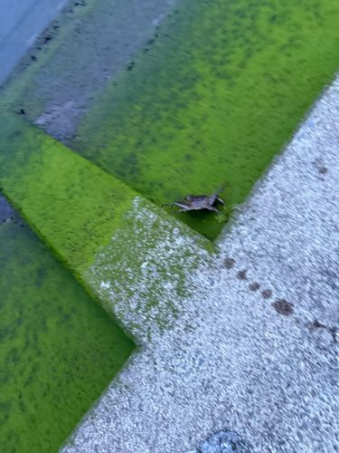 カニの釣果