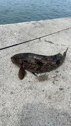 アイナメの釣果