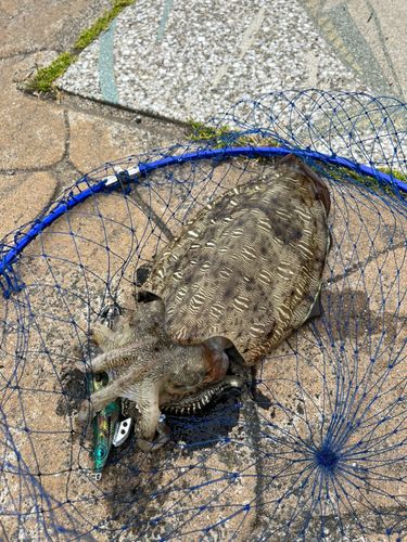 コウイカの釣果