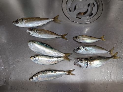 アジの釣果