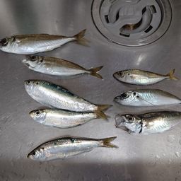 アジ